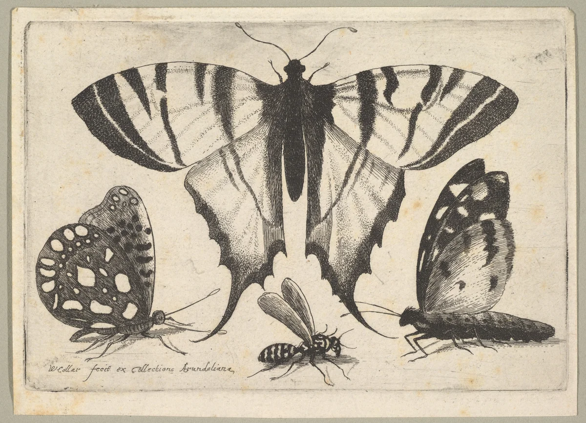 Three Butterflies and a Wasp by Wenceslaus Hollar, print, 1646