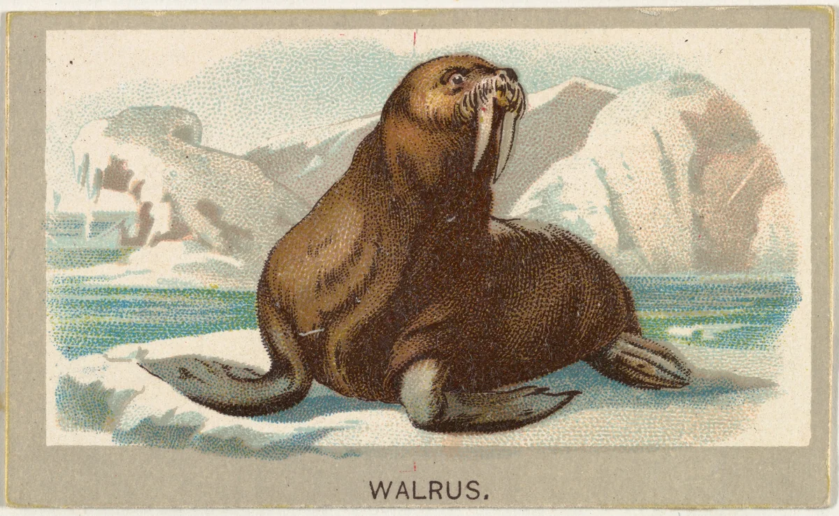 Walrus, from the Animals of the World series (T180), issued by Abdul Cigarettes by Abdul Cigarettes, print, 1881