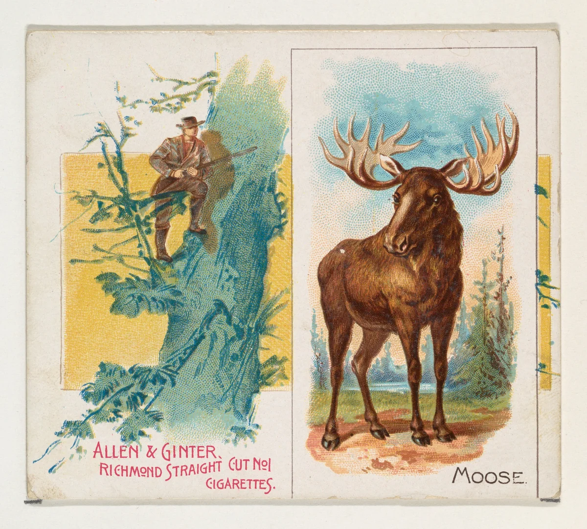 Moose, from Quadrupeds series (N41) for Allen & Ginter Cigarettes by Allen & Ginter, print, 1890