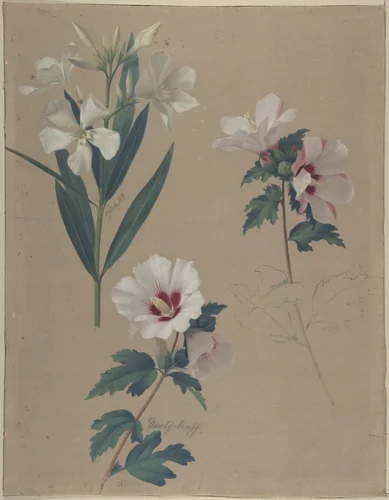 Study of Hibiscus Plants by Adolf Senff, drawing, 1828
