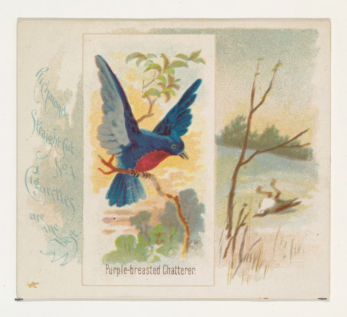 Purple-breasted Chatterer, from the Song Birds of the World series (N42) for Allen & Ginter Cigarettes by Allen & Ginter, print, 1890