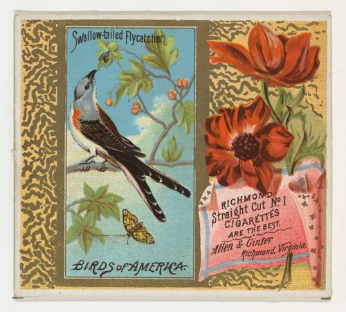 Swallow-tailed Flycatcher, from the Birds of America series (N37) for Allen & Ginter Cigarettes by Allen & Ginter, print, 1888