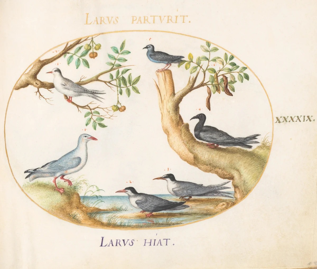 Plate 49: Gulls with a Carob Tree and a Pistachio Tree(?) by Joris Hoefnagel, drawing, 1570-1599