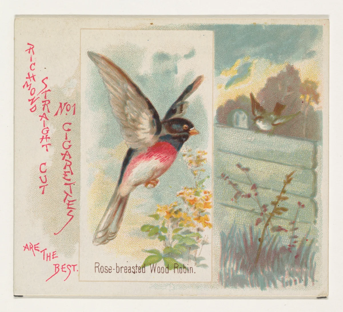 Rose-breasted Wood Robin, from the Song Birds of the World series (N42) for Allen & Ginter Cigarettes by Allen & Ginter, print, 1890