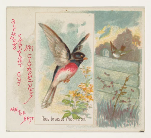 Rose-breasted Wood Robin, from the Song Birds of the World series (N42) for Allen & Ginter Cigarettes by Allen & Ginter, print, 1890