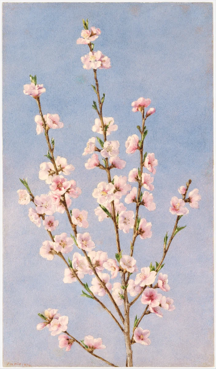 Peach Blossoms by John William Hill, artwork, 1874