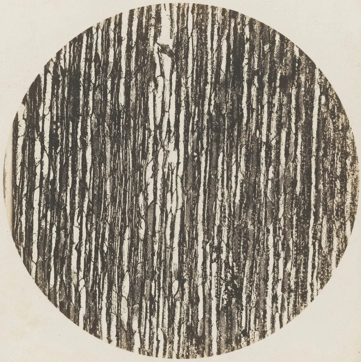 Chestnut Tree Wood: Vertical Section, 600x magnification by Auguste-Adolphe Bertsch, photograph, 1853
