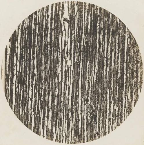 Chestnut Tree Wood: Vertical Section, 600x magnification by Auguste-Adolphe Bertsch, photograph, 1853