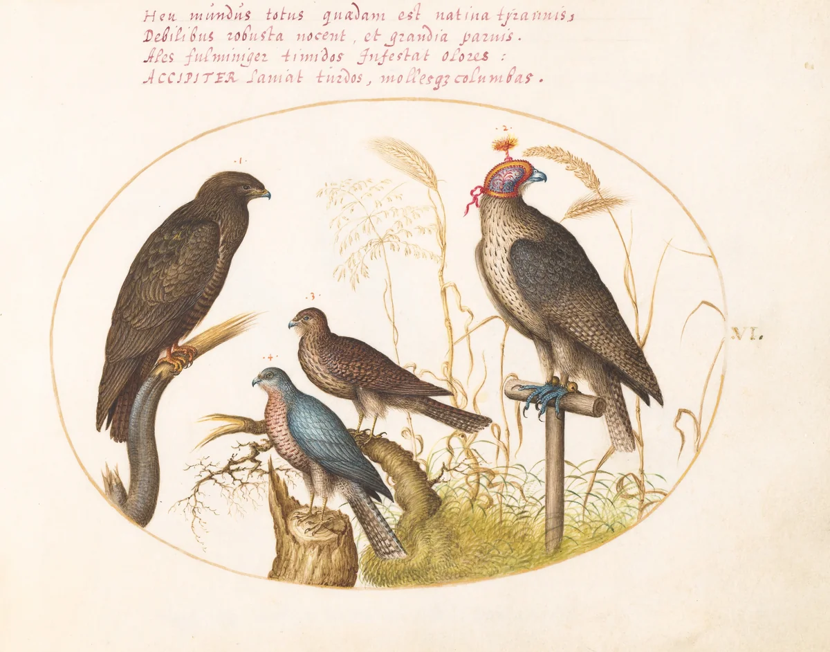 Plate 6: Four Birds of Prey, Including a Sparrowhawk(?) by Joris Hoefnagel, drawing, 1570-1599
