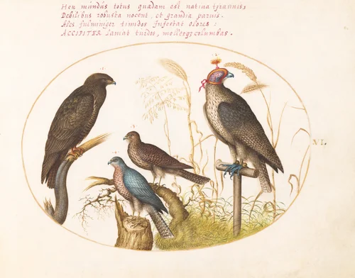 Plate 6: Four Birds of Prey, Including a Sparrowhawk(?) by Joris Hoefnagel, drawing, 1570-1599