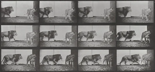 Plate Number 726. Lion and lioness walking by Eadweard Muybridge, photograph, 1887