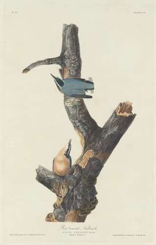Red-breasted Nuthatch by Robert Havell, Jr.; John James Audubon, print, 1831