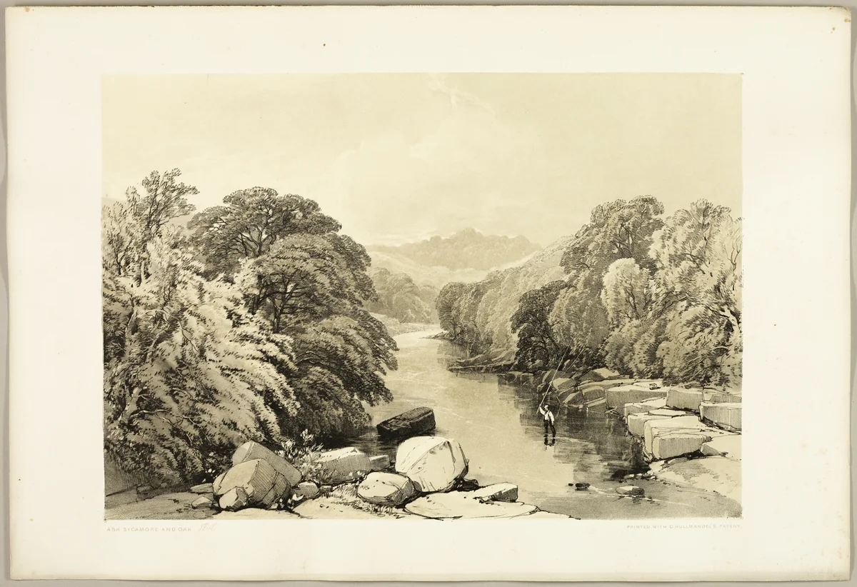 Ash, Sycamore and Oak, from The Park and the Forest by James Duffield Harding, print, 1841