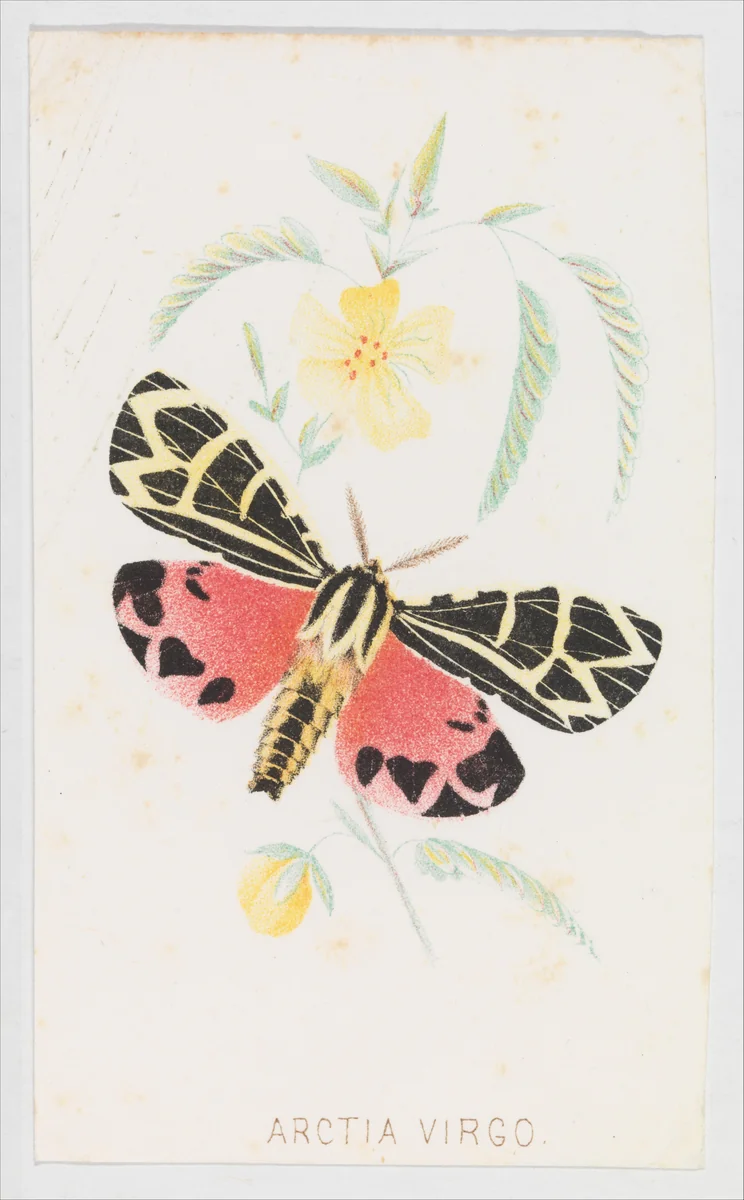 Arctia Virgo from The Butterflies and Moths of America Part 5 by Louis Prang & Co., print, 1862