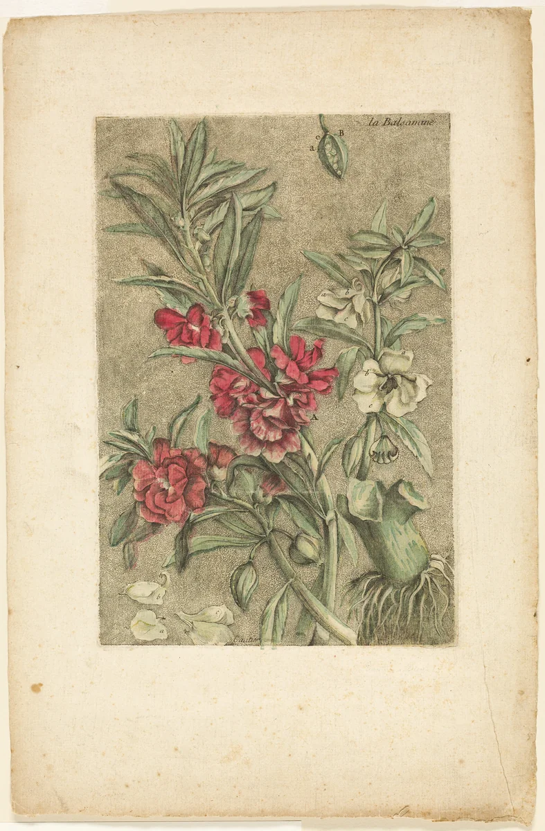 Impatiens, from Collection des plantes usuelles, curieuses, et étrangères by Jacques Fabien Gautier D'Agoty, print, 1767