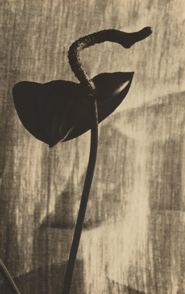 Anthurium by Marjorie Content, photograph, 1931