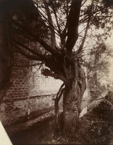 Montgeron (Saules) by Eugène Atget, photograph, 1925