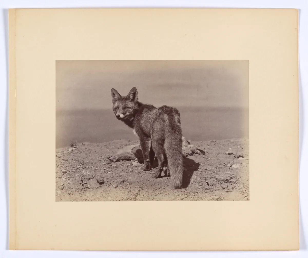 [Fox] by Ottomar Anschütz, photograph, 1886