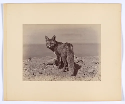 [Fox] by Ottomar Anschütz, photograph, 1886