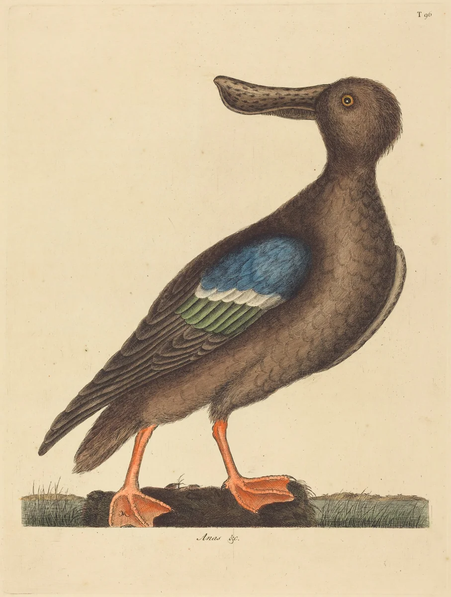 The Blue Winged Shoveler (Anas clypeata foemina) by Mark Catesby, print, 1731-1743