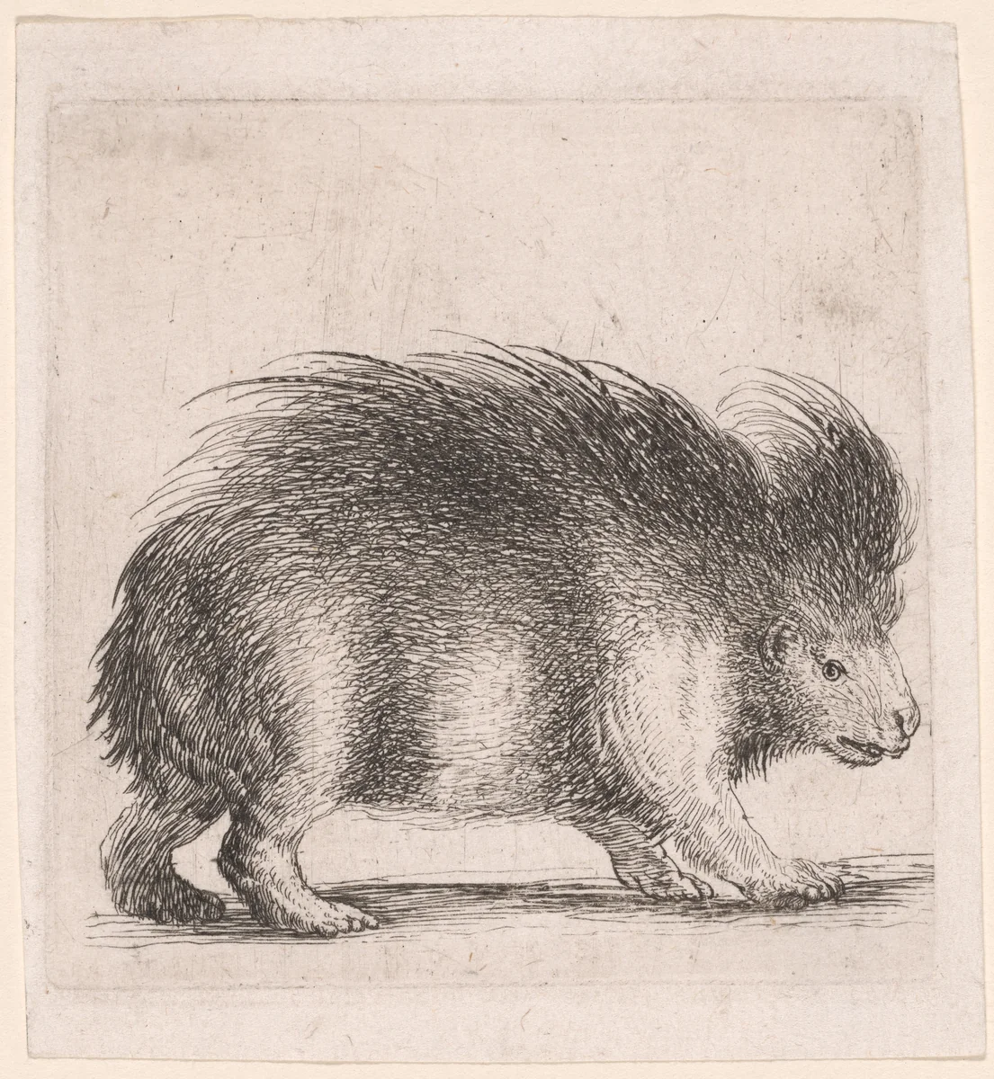 Porcupine, Facing Right by Stefano della Bella, print, 1640-1650