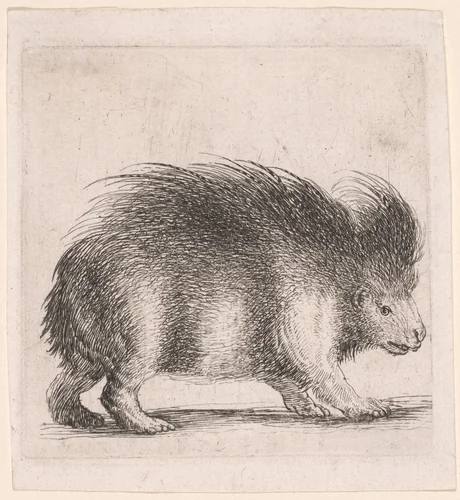 Porcupine, Facing Right by Stefano della Bella, print, 1640-1650