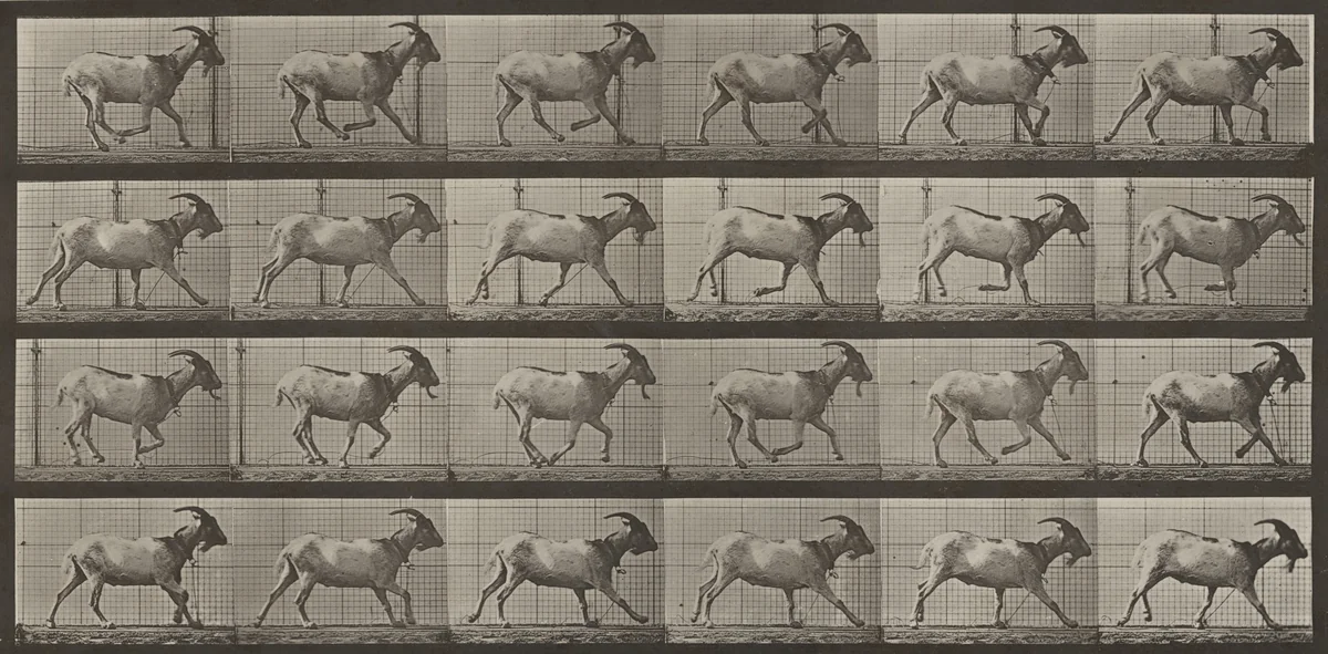 Plate Number 679. Goat; galloping by Eadweard Muybridge, photograph, 1887