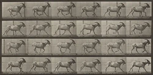 Plate Number 679. Goat; galloping by Eadweard Muybridge, photograph, 1887