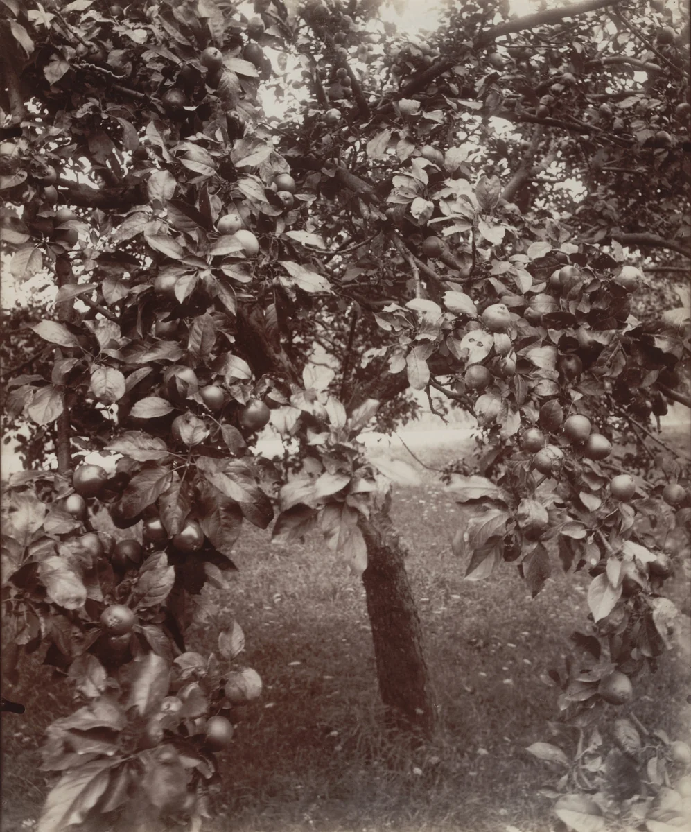 Pommier by Eugène Atget, photograph, 1922