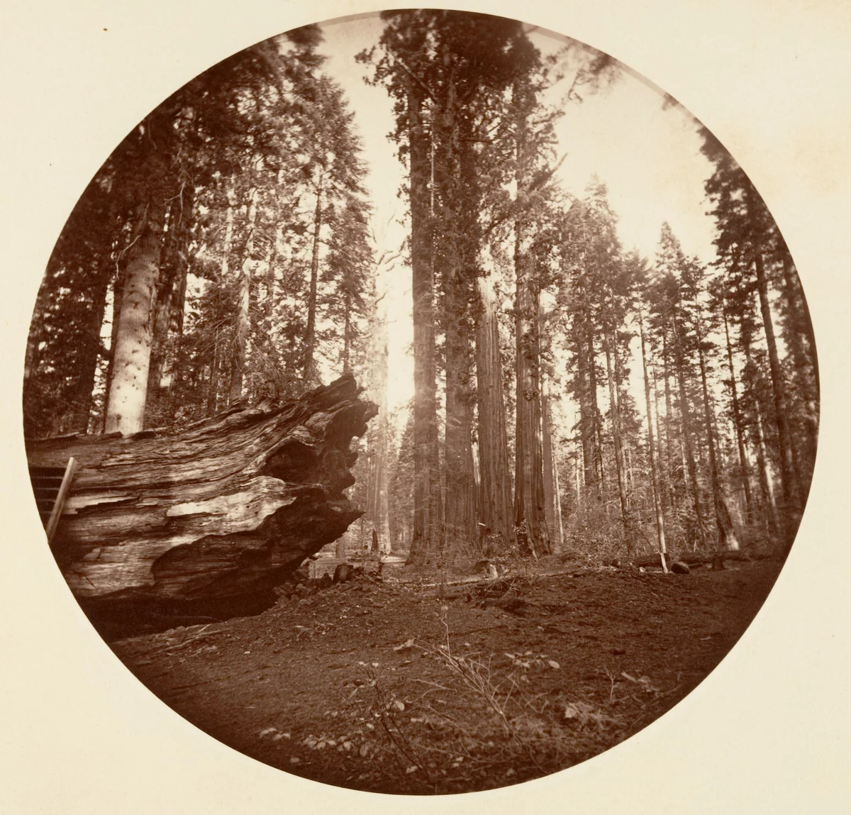 The Mother of the Forest From the Father of the Forest - Calavaras Grove by Carleton E. Watkins, photograph, 1876-1880