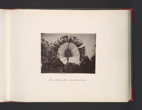 Fan or Traveler Palm of Southern India by John Thomson, photograph, 1865