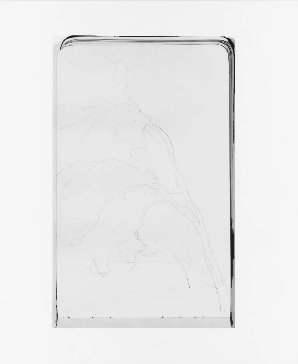 Tree (from Sketchbook) by Albert Bierstadt, artwork, 1890