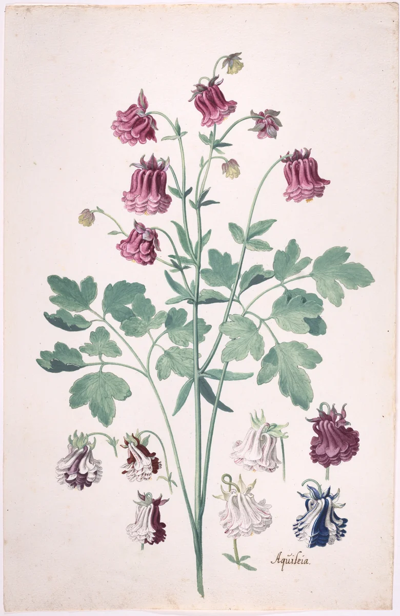 A Columbine or Granny's Bonnet (Aquilegia), with Additional Studies of Flowers by Pieter Holsteyn, drawing, 1634-1683