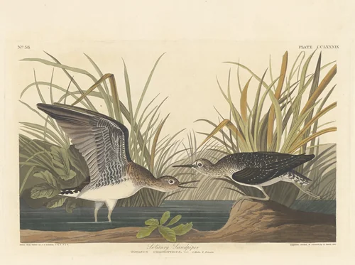 Solitary Sandpiper by Robert Havell, Jr.; John James Audubon, print, 1836