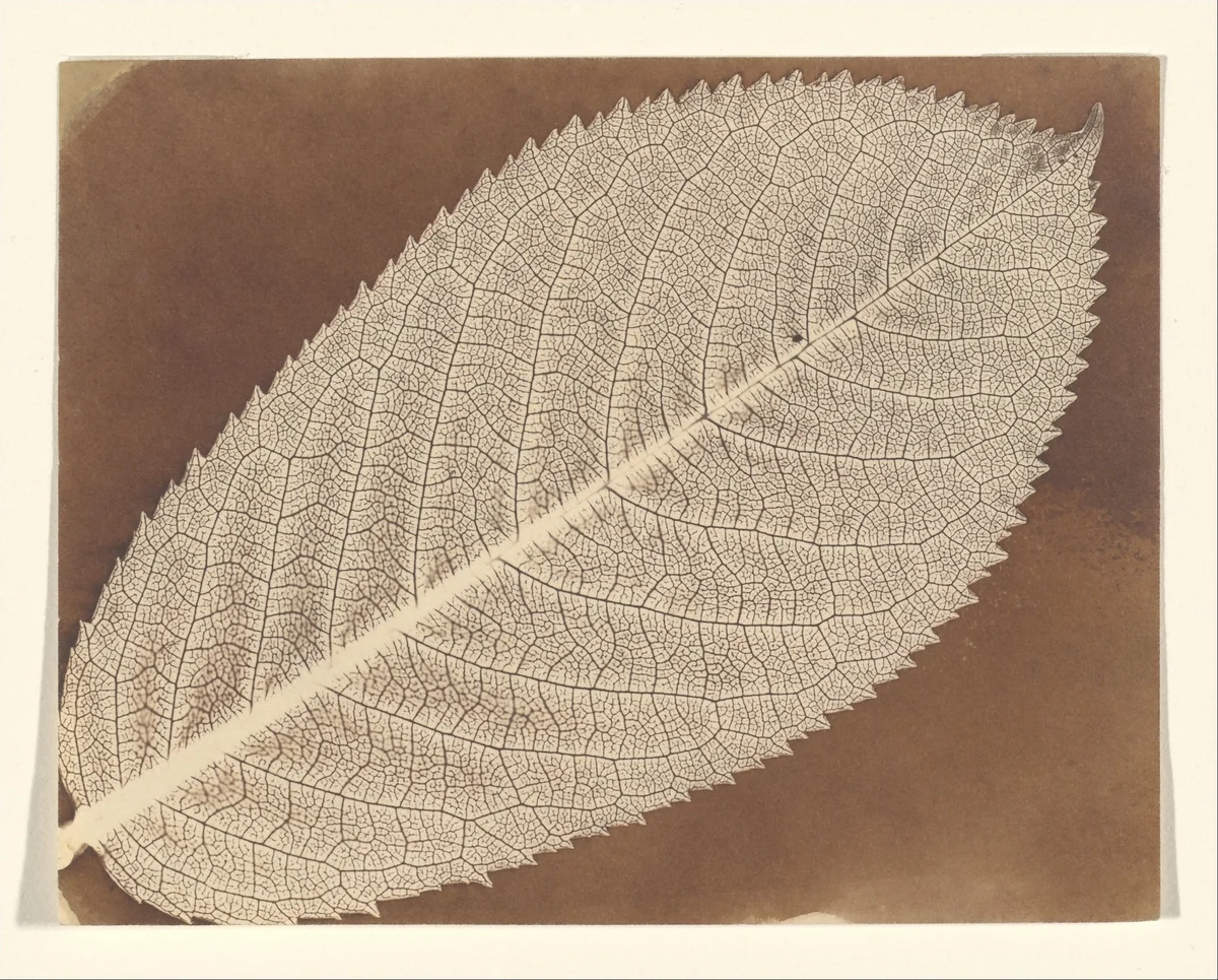 [Leaf] by William Henry Fox Talbot, photograph, 1837-1841