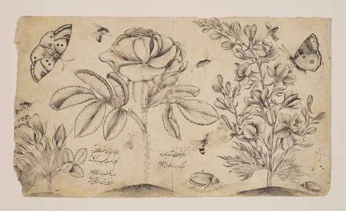Drawing with Flowers, Butterflies, and Insects by Shafi' Abbasi, manuscript, 1625-1675
