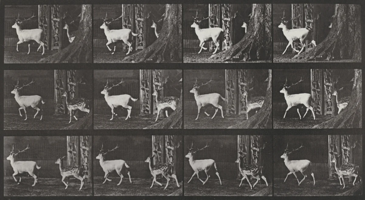 Plate Number 685. Fallow deer, buck and doe, trotting by Eadweard Muybridge, photograph, 1887