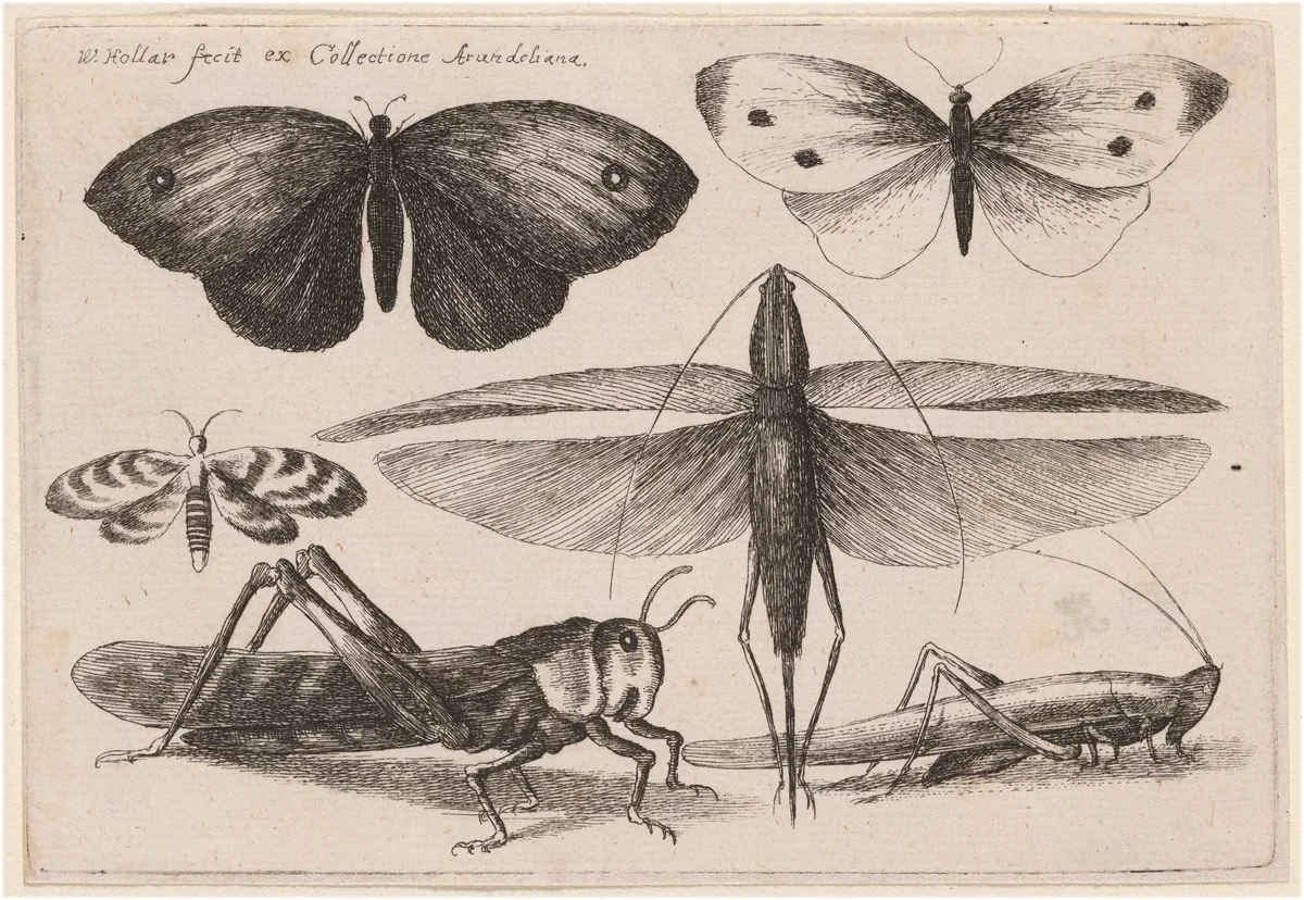 Six Insects by Wenceslaus Hollar, print, 1646