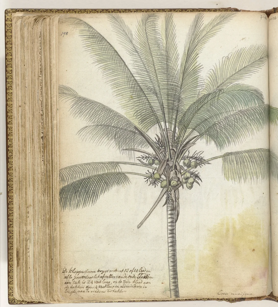 Klapperboom by Jan Brandes, drawing, 1779-1785
