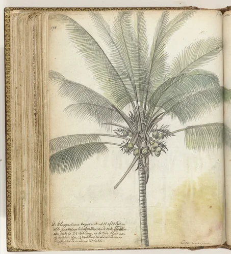 Klapperboom by Jan Brandes, drawing, 1779-1785