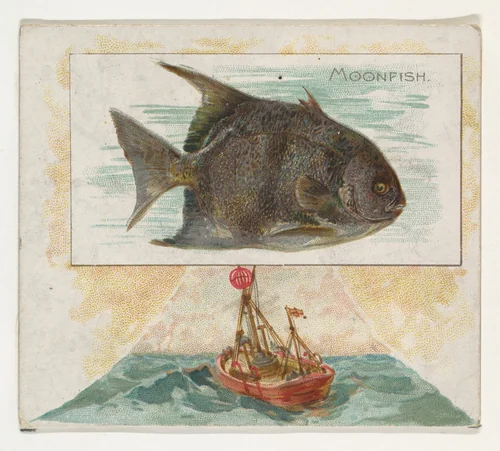 Moonfish, from Fish from American Waters series (N39) for Allen & Ginter Cigarettes by Allen & Ginter, print, 1889