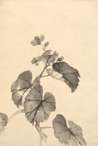 Branch of Begonia in Bloom by Kono Bairei, drawing, 1880-1895