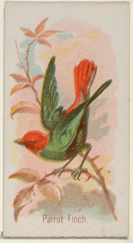 Parrot Finch, from the Song Birds of the World series (N23) for Allen & Ginter Cigarettes by Allen & Ginter, print, 1890