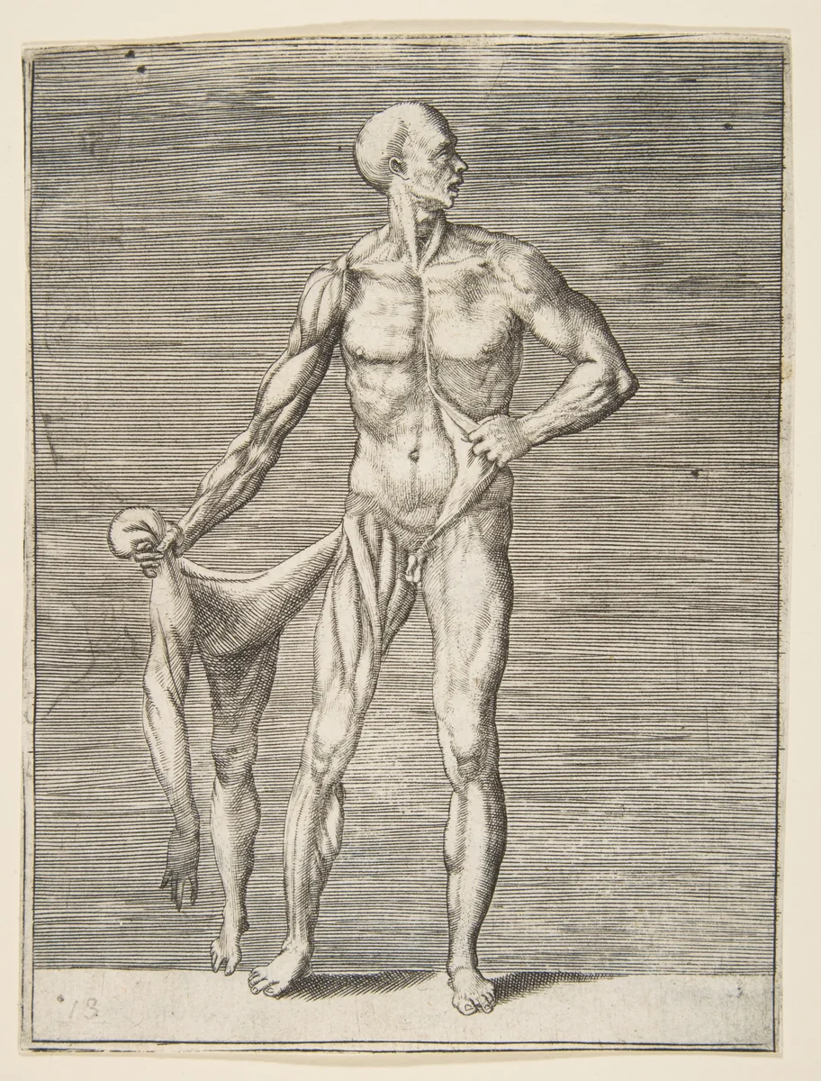 Man seen from the Front, holding the Skin of his right Arm and Leg in his right Hand by Giulio Bonasone, print, 1531-1590