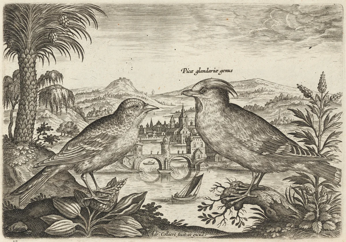 Waxwing and Another Bird by Adriaen Collaert, print, 1595-1605