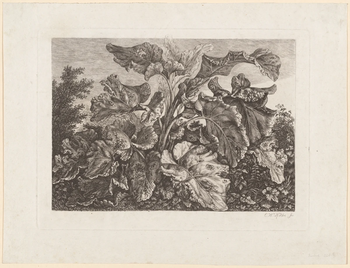 Plant Study with Burdock by Carl Wilhelm Kolbe, print, 1759-1835