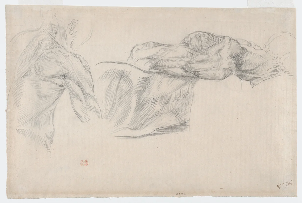 Écorché: Studies of Arms and Shoulders by Eugène Delacroix, drawing, 1815-1863
