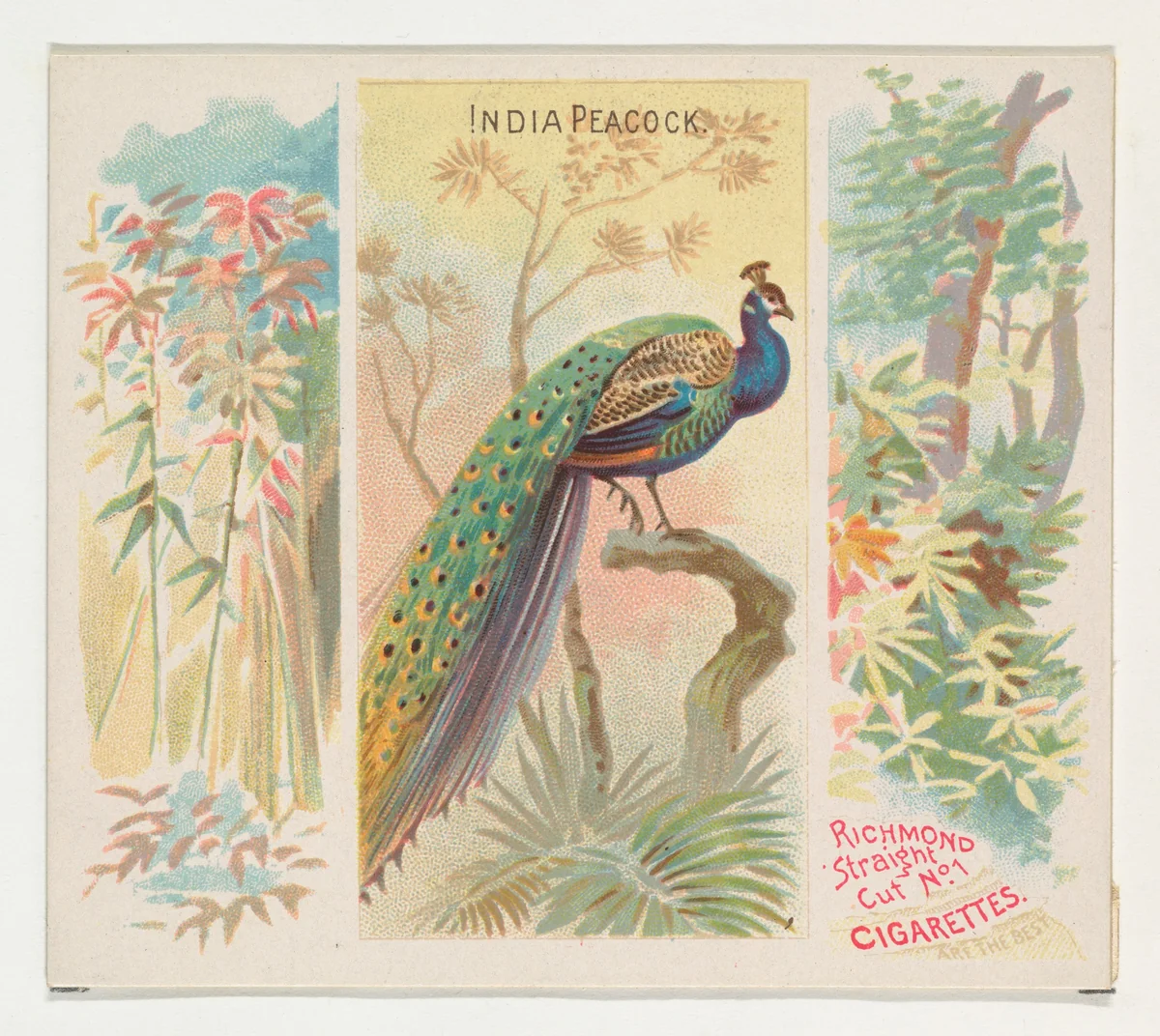 India Peacock, from Birds of the Tropics series (N38) for Allen & Ginter Cigarettes by Allen & Ginter, print, 1889