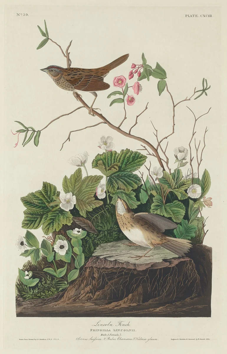 Lincoln Finch by Robert Havell, Jr.; John James Audubon, print, 1834