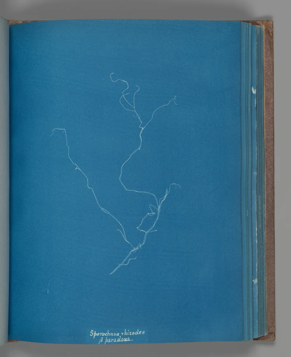 Sporochnius rhizodes ß paracloxa by Anna Atkins, photograph, 1851-1855